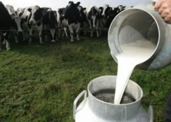 Insólito: un préstamo se paga con «litros de leche»
