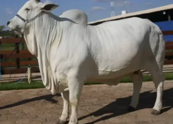 Cómo es la vaca valuada en 4,3 millones de dólares
