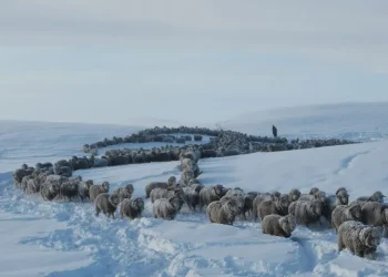 Nevada histórica en la Patagonia: el drama y la lucha de un productor para salvar a sus animales atrapados en el hielo