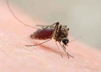 Brasil confirmó las dos primeras muertes en su territorio por fiebre de Oropouche