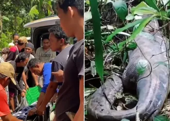 Hallaron el cuerpo de una mujer en el estómago de una pitón en Indonesia: segundo caso en un mes