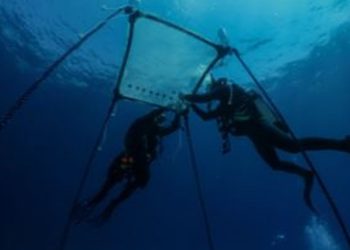 Chipre instala el primer vivero flotante de coral del Mediterráneo