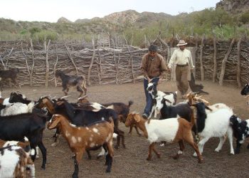 Promueven la construcción de corrales caprinos con cubiertas viejas