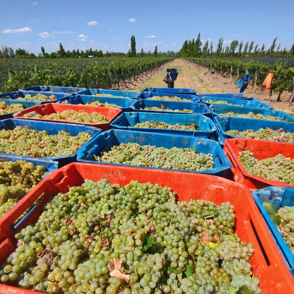 Especialista destacó que los “vinos de San Rafael están de vuelta” y ...