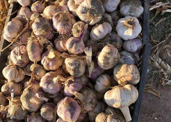 Propuestas para fortalecer el cultivo de ajo en el sur de Mendoza