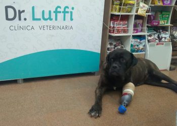 Branca, la perrita sanrafaelina que volvió a caminar gracias a una prótesis