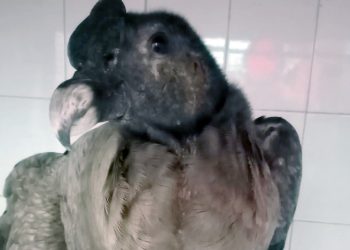 El cóndor rescatado en Valle Grande no podrá volver a volar por una grave lesión en su ala