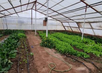 La escuela secundaria de La Guevarina apuesta a la producción hidropónica