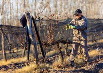 Fincas sanrafaelinas iniciaron las tareas de poda y atado en los viñedos