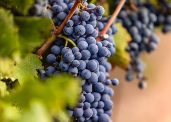 Día del Cabernet Sauvignon: San Rafael es el cuarto productor de Argentina