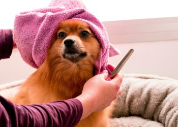 Lanzan un perfume para perros que cuesta más de 100 dólares