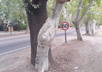 Agosto, mes del Árbol