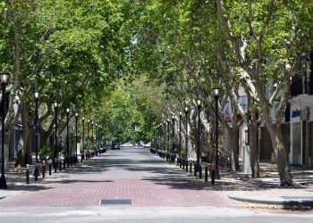 Día del Árbol: San Rafael realiza acciones concretas para preservar el arbolado público