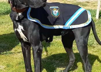 Un Duque: perro policía encontró elementos robados y plantas de marihuana