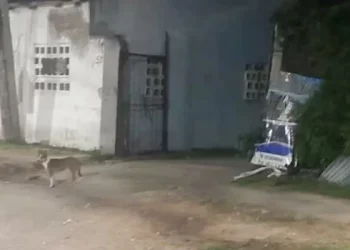 Detuvieron al joven acusado de matar a puñaladas a su pareja en La Plata