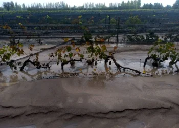 El Gobierno negocia con Fecovita para “abrir” su seguro agrícola a productores no asociados
