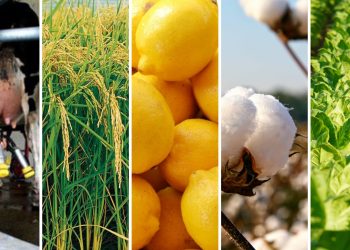 Economías regionales: 16 de los 19 sectores productivos de la Argentina en situación crítica y preocupante