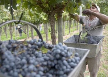 Irregularidades que afectan a los productores sanrafaelinos