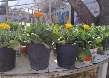 Alumnos de Feyes producen y venden plantines de caléndulas