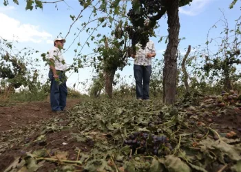 Rodolfo Vargas Arizu defendió el nuevo seguro agrícola: “No es un ahorro”