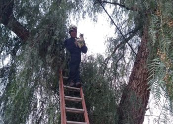 Un pequeño de cuatro patas tuvo que ser auxiliado tras quedar atrapado en un árbol