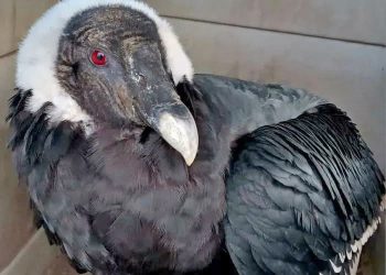 Cómo sigue el cóndor hembra rescatado con signos de intoxicación en la zona de Cañada Amarilla