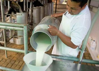Sector tambero: el consumo de lácteos cayó más de 17% y prevén que termine el año como el más bajo en la historia
