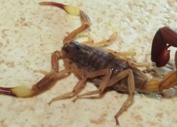 Hallaron en San Rafael una especie de escorpión típica de zonas húmedas