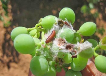 Reclaman que la Nación envíe los fondos para poder combatir la “polilla de la vid” como todos los años