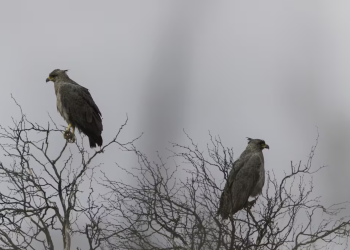 Turistas bonaerenses fotografiaron a una familia de aves “en peligro de extinción” en San Rafael
