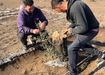 Guardería de olivos: la iniciativa para salvar árboles en peligro de extinción y preservar la historia agrícola