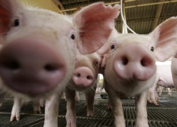 Triquinosis: Este año se reportaron dos casos sospechosos en San Rafael