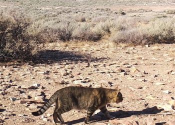 Ciencia: Estudian en Chubut una población de gatos que vive aislada del ser humano