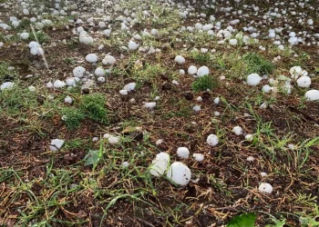 El Gobierno aseguró que la inscripción al Fondo Compensador Agrícola es superior a la temporada pasada