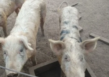 Salud envió al Malbrán muestras por un posible caso de triquinosis en Guaymallén