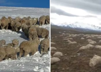 «Las ayudas llegaron tarde»: se derritió la nieve en su campo y halló más de 2000 ovejas muertas
