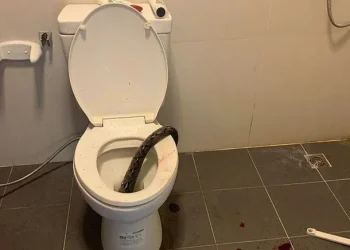 Tailandia: se sentó en el inodoro y una pitón le mordió los testículos