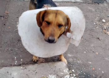 Toto: el perrito callejero que sobrevivió a un cruel ataque y busca un hogar lleno de amor