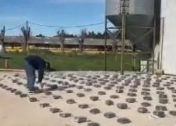 Se descargaron 500 kilos de marihuana en un criadero de pollos en Exaltación de la Cruz