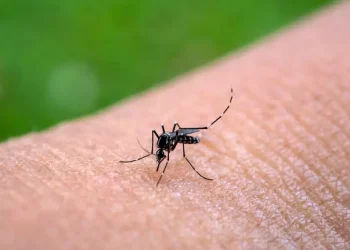 Cuál es la planta que aleja a los mosquitos y es muy fácil de cuidar