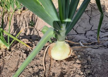 San Rafael es una de las cuatro zonas de Mendoza donde se produce “cebolla dulce”