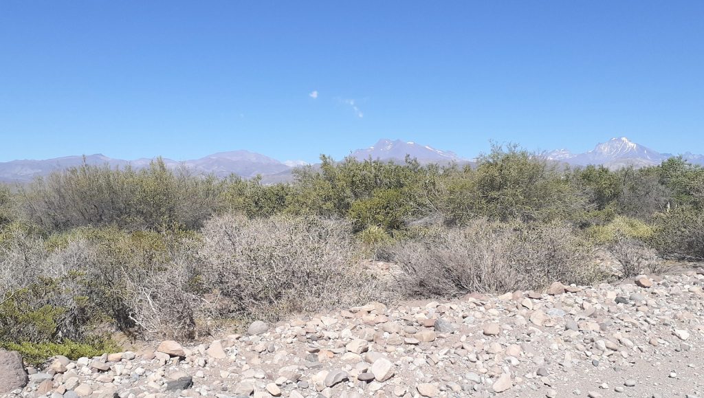 Bosque Nativo El Chacayal y el futuro sendero de Gran Recorrido de Los Andes
