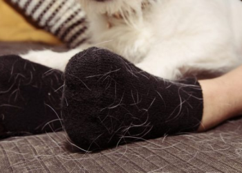 Cómo eliminar el pelo de mascotas en casa de forma rápida y sencilla