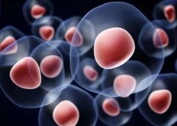 Crean células madre sanguíneas, podría ser un paso al tratamiento personalizado de la leucemia