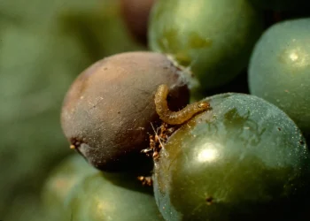 El Iscamen abrió una millonaria licitación para el programa de la Lobesia Botrana