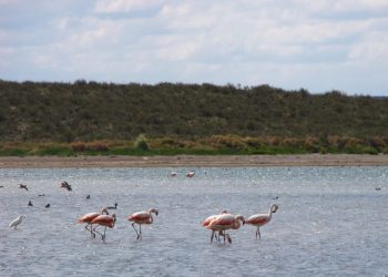 El Nihuil protege su flora y fauna nativa a través de un proyecto de conservación