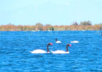 Reserva Natural Laguna Las Salinas