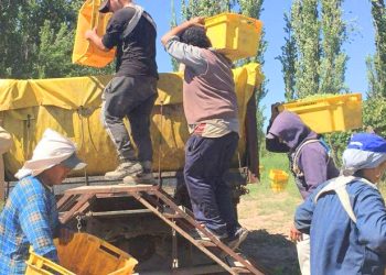 Presentan una línea de crédito para la reactivación de la actividad productiva vitivinícola