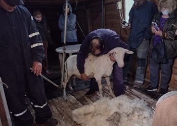 Buscan que puesteras del secano sanrafaelino puedan elaborar fieltro con la lana de sus animales