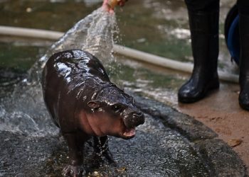 El hipopótamo pigmeo que se volvió viral